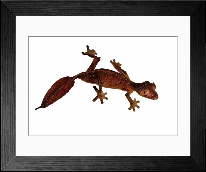 Framed Print : Satanic Leaf Tailed gecko (Uroplatus phantasticus) on white background