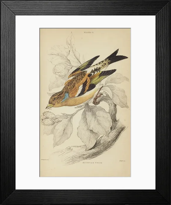 Framed Print : 1835 Antique Art Biology Bird Birds Classification Framed Print : 1835 Antique Art Biology Bird Birds Classification
