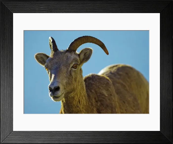 Framed Print : Canada, Alberta, Mountain Sheep in Jasper National Park Framed Print : Canada, Alberta, Mountain Sheep in Jasper National Park