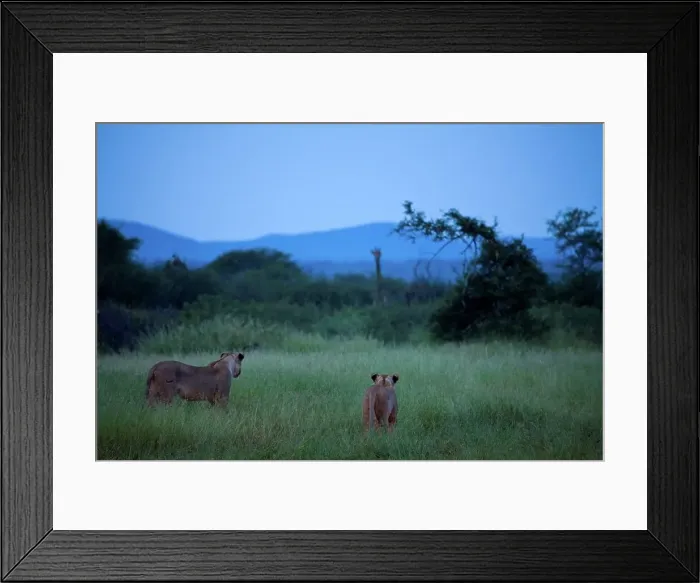Framed Print : Lion (Panthera leo). Madikwe Game Reserve Framed Print : Lion (Panthera leo). Madikwe Game Reserve