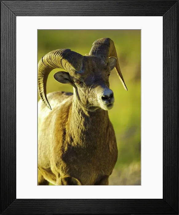 Framed Print : Canada, Alberta, Mountain Sheep in Jasper National Park Framed Print : Canada, Alberta, Mountain Sheep in Jasper National Park