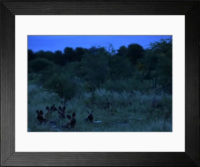 Framed Print : Wild Dogs (Lycaon pictus). Madikwe Game Reserve Framed Print : Wild Dogs (Lycaon pictus). Madikwe Game Reserve