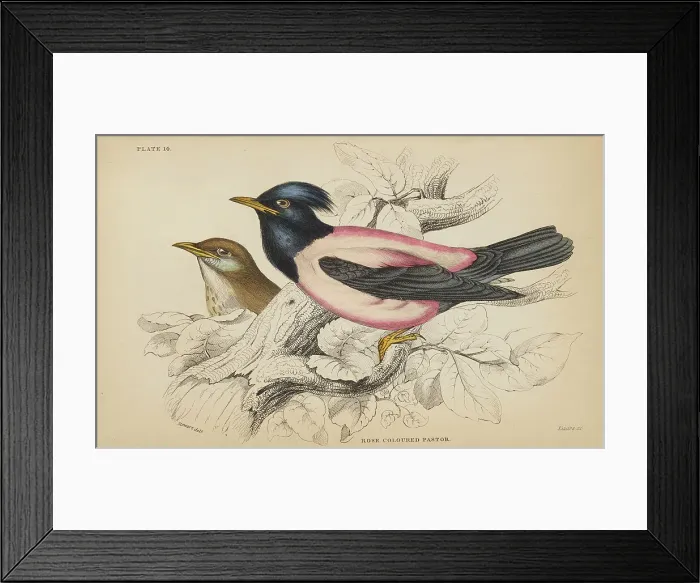 Framed Print : 1835 Antique Art Biology Bird Birds Classification Framed Print : 1835 Antique Art Biology Bird Birds Classification