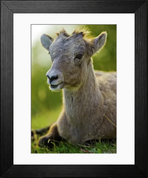 Framed Print : Canada, Alberta, Mountain Sheep in Jasper National Park