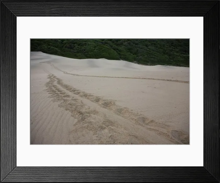 Framed Print : Loggerhead Turtle (Caretta caretta) tracks on beach Framed Print : Loggerhead Turtle (Caretta caretta) tracks on beach