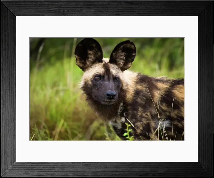Framed Print : Wild Dog (Lycaon pictus). Madikwe Game Reserve Framed Print : Wild Dog (Lycaon pictus). Madikwe Game Reserve