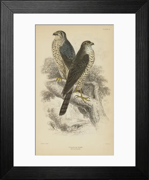 Framed Print : 1835 Antique Art Biology Bird Birds Classification Framed Print : 1835 Antique Art Biology Bird Birds Classification