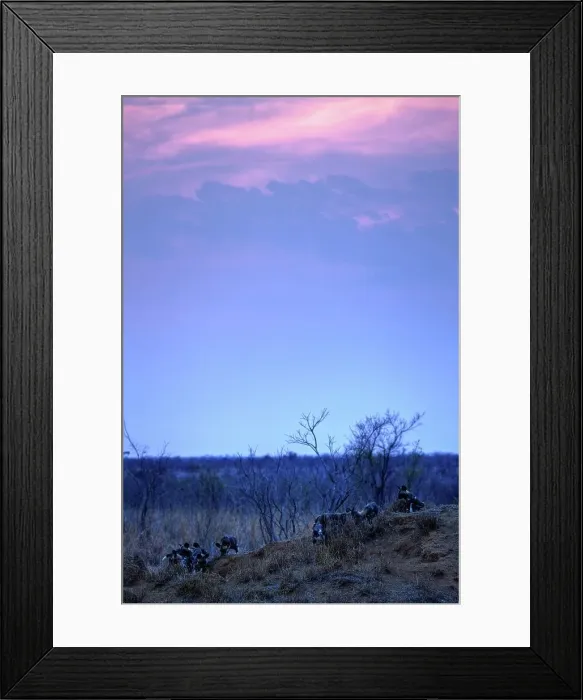 Framed Print : Wild Dog Lycaon Pictus}. Manyeleti Game Reserve Framed Print : Wild Dog Lycaon Pictus}. Manyeleti Game Reserve
