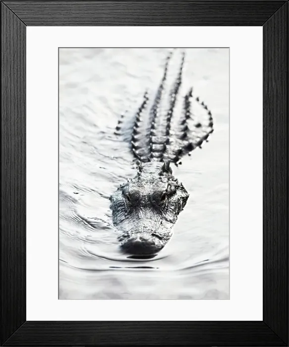 Framed Print : American alligator (Alligator mississippiensis) in swamp Framed Print : American alligator (Alligator mississippiensis) in swamp