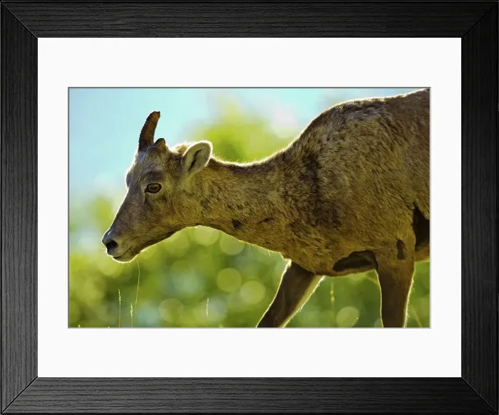 Framed Print : Canada, Alberta, Mountain Sheep in Jasper National Park Framed Print : Canada, Alberta, Mountain Sheep in Jasper National Park