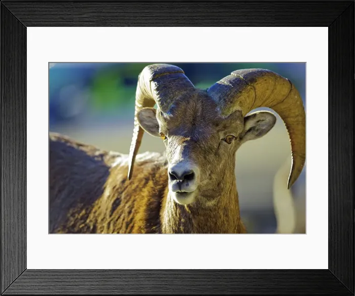 Framed Print : Canada, Alberta, Mountain Sheep in Jasper National Park Framed Print : Canada, Alberta, Mountain Sheep in Jasper National Park