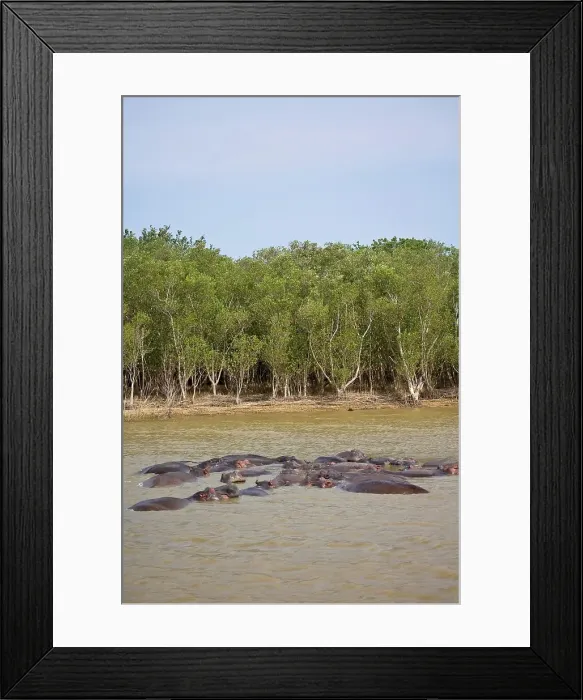 Framed Print : Hippopotamus (Hippopotamus amphibius) Framed Print : Hippopotamus (Hippopotamus amphibius)