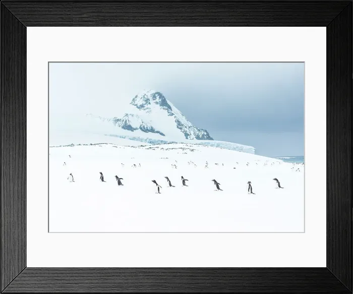 Framed Print : Antarctica Climate Change Gentoo Penguin Global Warming Framed Print : Antarctica Climate Change Gentoo Penguin Global Warming