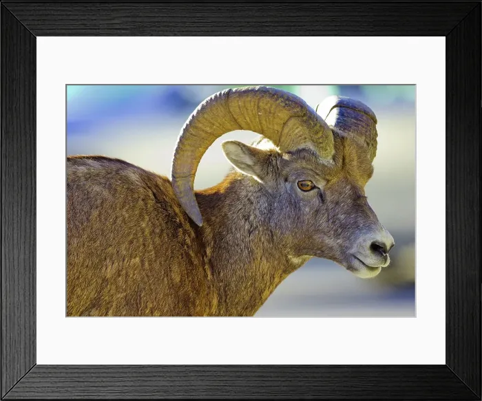 Framed Print : Canada, Alberta, Mountain Sheep in Jasper National Park Framed Print : Canada, Alberta, Mountain Sheep in Jasper National Park