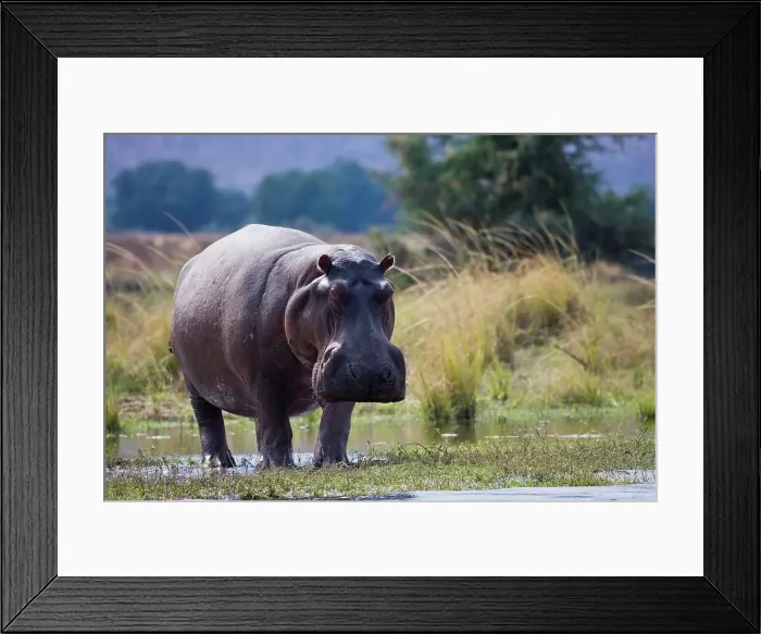 Framed Print : Hippo (Hippopotamus amphibius) Framed Print : Hippo (Hippopotamus amphibius)