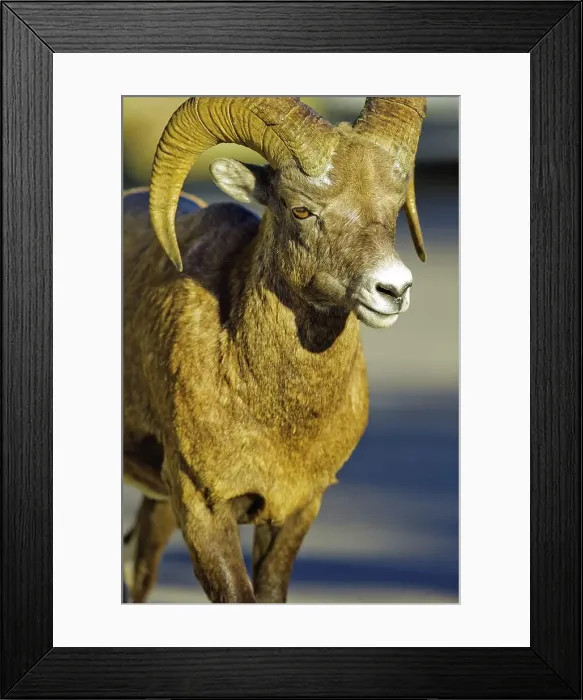 Framed Print : Canada, Alberta, Mountain Sheep in Jasper National Park Framed Print : Canada, Alberta, Mountain Sheep in Jasper National Park