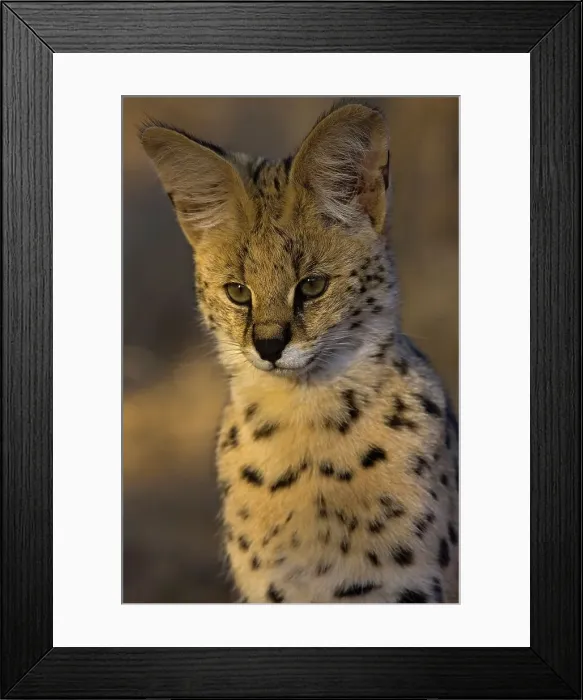 Framed Print : Serval ( Felis serval). Nitani Game Reserve Framed Print : Serval ( Felis serval). Nitani Game Reserve