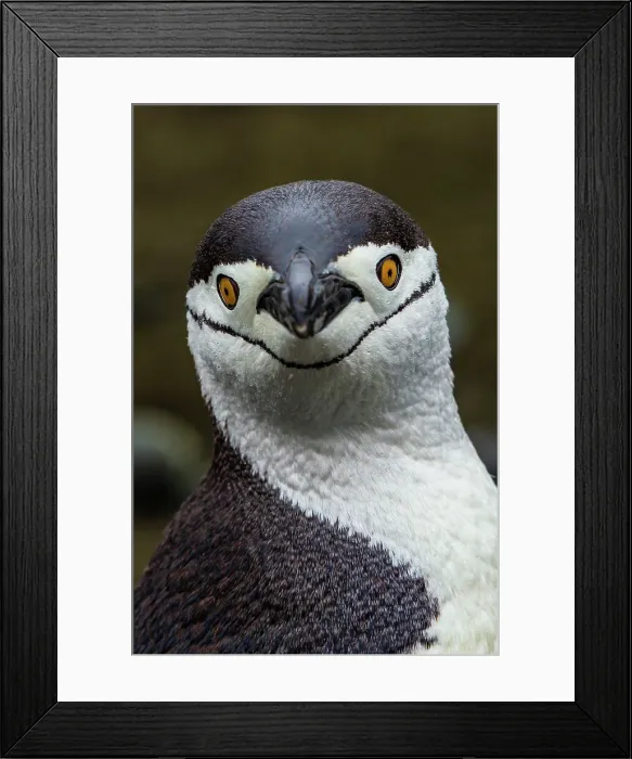 Framed Print : Active Islands Adventure Adventure Travel Aitcho Islands