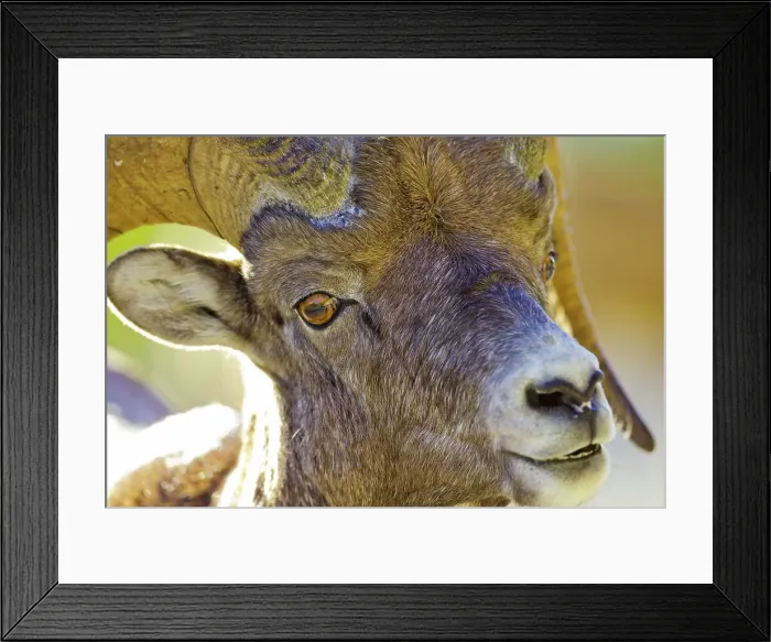 Framed Print : Canada, Alberta, Mountain Sheep in Jasper National Park Framed Print : Canada, Alberta, Mountain Sheep in Jasper National Park