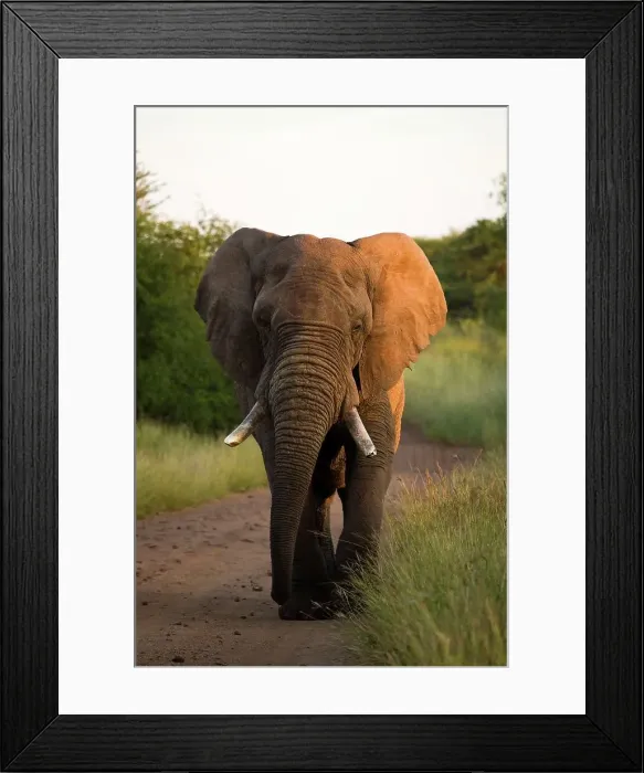 Framed Print : African Elephant (Loxodonta africana) Framed Print : African Elephant (Loxodonta africana)