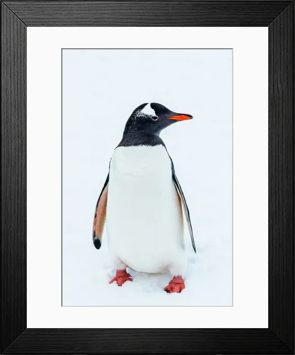 Framed Print : Antarctica Climate Change Gentoo Penguin Global Warming Framed Print : Antarctica Climate Change Gentoo Penguin Global Warming