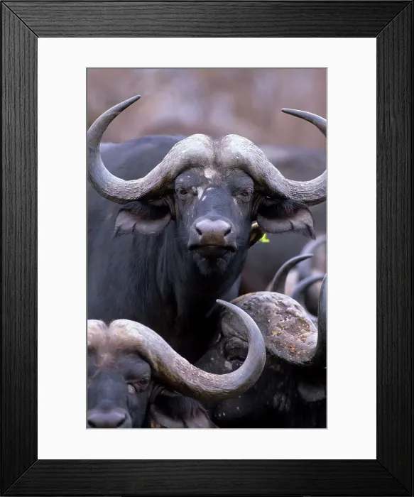 Framed Print : Buffalo. Syncerus caffer. Portrait Framed Print : Buffalo. Syncerus caffer. Portrait
