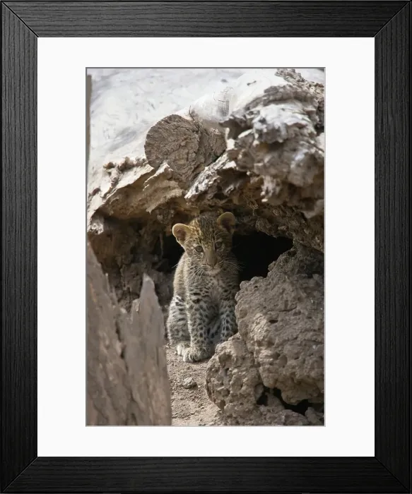 Framed Print : Leopard Panthera Pardus} cub. Lower Zambezi National Park Framed Print : Leopard Panthera Pardus} cub. Lower Zambezi National Park