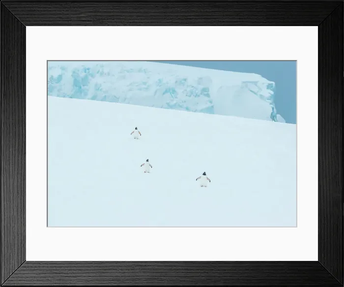Framed Print : Antarctica Climate Change Gentoo Penguin Global Warming Framed Print : Antarctica Climate Change Gentoo Penguin Global Warming