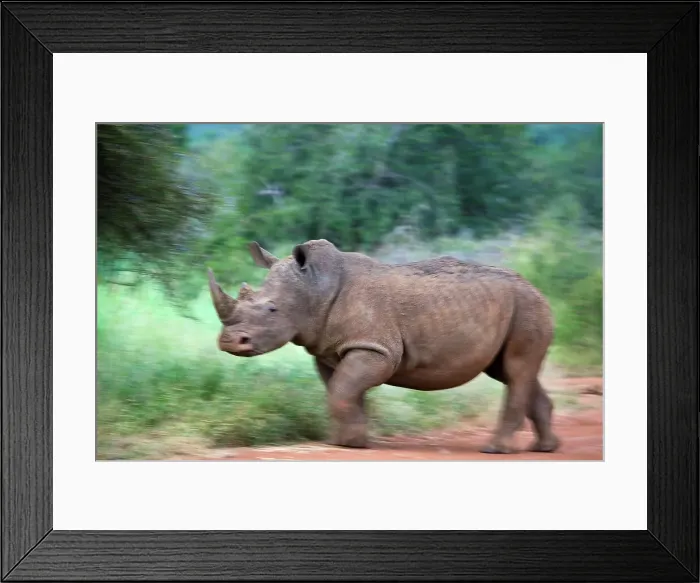 Framed Print : White Rhinoceros or Square-lipped Rhinoceros (Ceratotherium simum) Framed Print : White Rhinoceros or Square-lipped Rhinoceros (Ceratotherium simum)