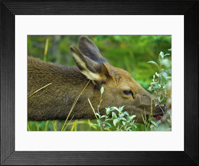 Framed Print : Canada, Alberta, Rocky Mountains