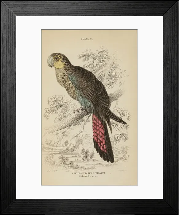 Framed Print : 1835 Antique Art Biology Bird Birds Classification