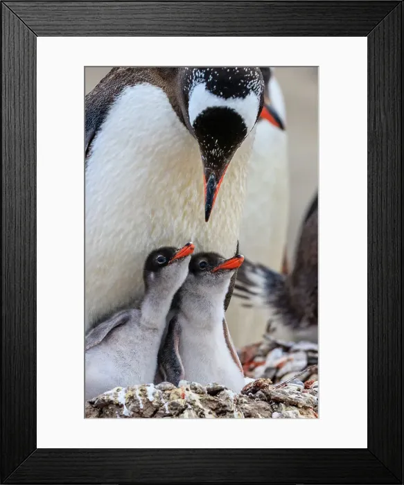 Framed Print : Adventure Adventure Travel Aitcho Island Aitcho Islands Framed Print : Adventure Adventure Travel Aitcho Island Aitcho Islands