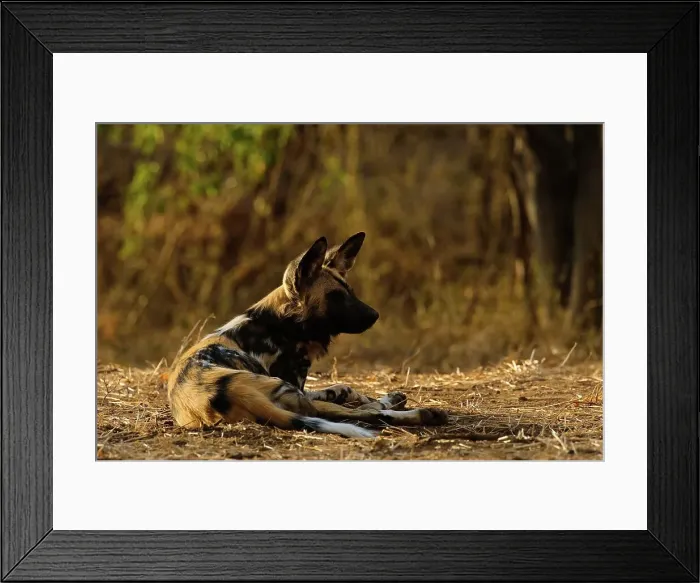 Framed Print : Wild Dog (Lycaon pictus). Northern Tuli Game Reserve Framed Print : Wild Dog (Lycaon pictus). Northern Tuli Game Reserve