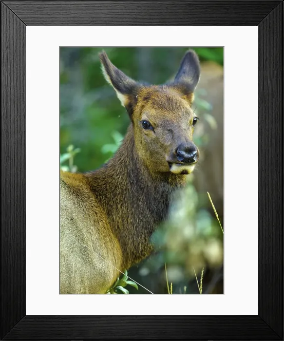 Framed Print : Canada, Alberta, Rocky Mountains Framed Print : Canada, Alberta, Rocky Mountains