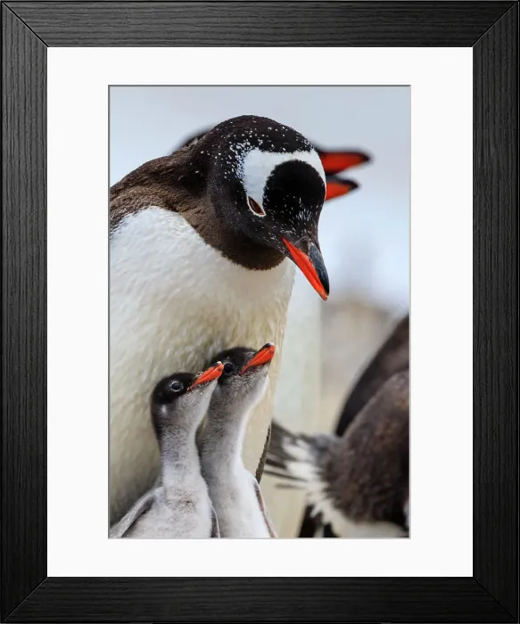 Framed Print : Adventure Adventure Travel Aitcho Island Aitcho Islands Framed Print : Adventure Adventure Travel Aitcho Island Aitcho Islands
