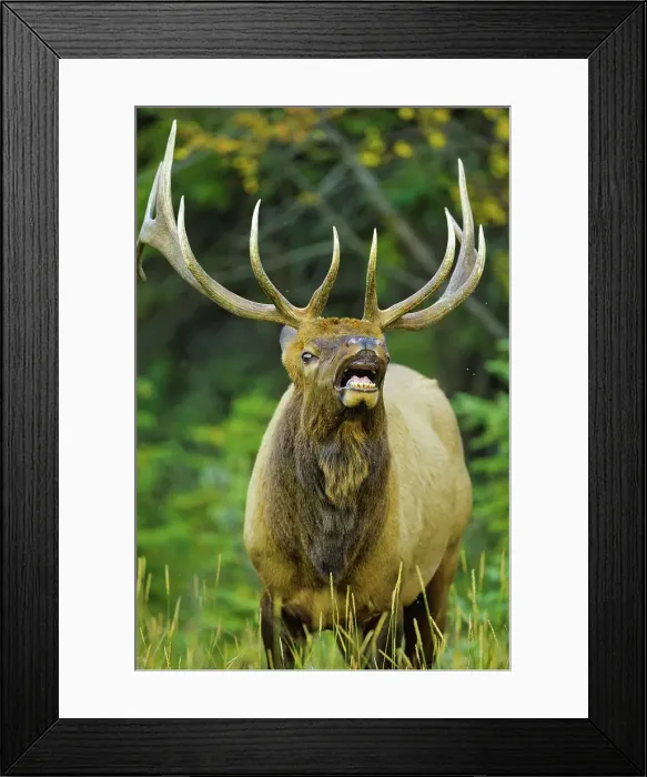 Framed Print : Canada, Alberta, Rocky Mountains Framed Print : Canada, Alberta, Rocky Mountains