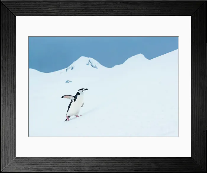 Framed Print : Antarctica Chinstrap Penguins Climate Change Framed Print : Antarctica Chinstrap Penguins Climate Change