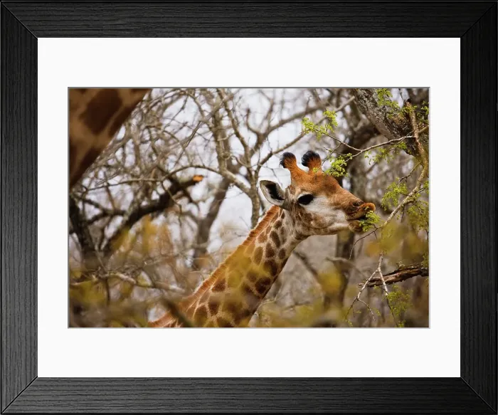 Framed Print : Giraffe Giraffa Camelopardalis} Framed Print : Giraffe Giraffa Camelopardalis}