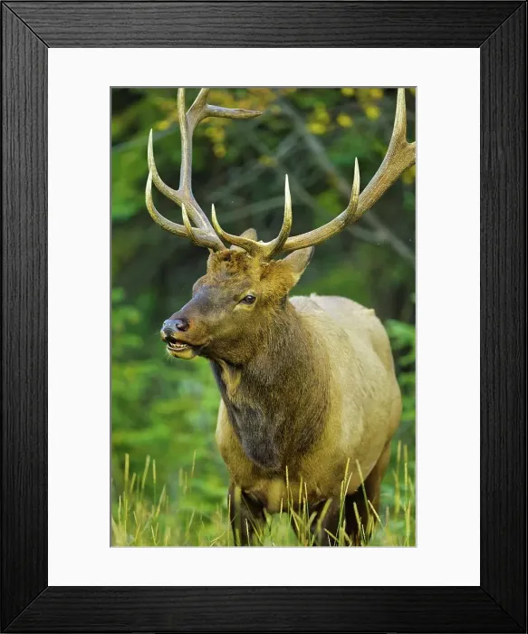 Framed Print : Canada, Alberta, Rocky Mountains