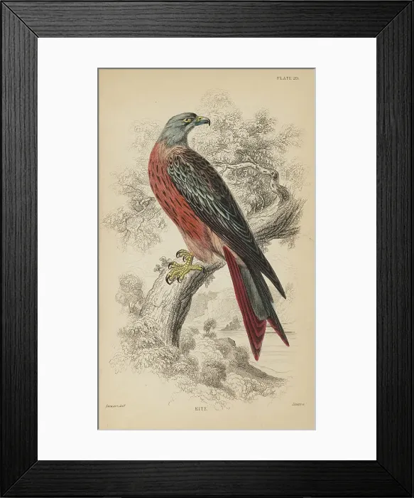 Framed Print : 1835 Antique Art Biology Bird Birds Classification Framed Print : 1835 Antique Art Biology Bird Birds Classification