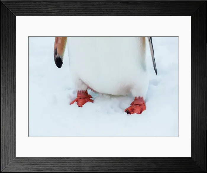Framed Print : Antarctica Climate Change Gentoo Penguin Global Warming Framed Print : Antarctica Climate Change Gentoo Penguin Global Warming
