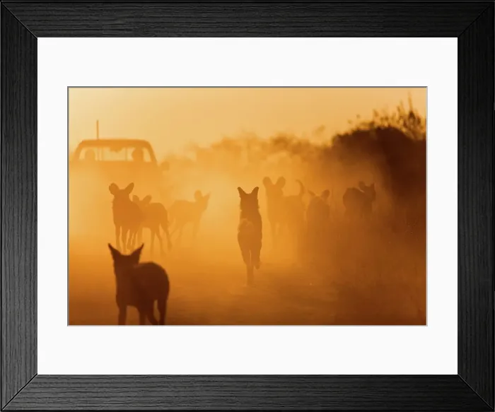 Framed Print : Wild Dog (Lycaon pictus). Hoedspruit Conservation Centre Framed Print : Wild Dog (Lycaon pictus). Hoedspruit Conservation Centre