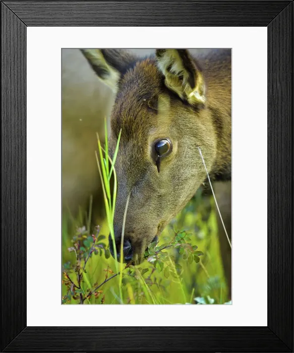 Framed Print : Canada, Alberta, Rocky Mountains Framed Print : Canada, Alberta, Rocky Mountains
