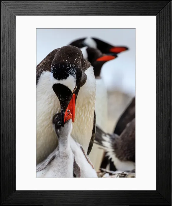 Framed Print : Adventure Adventure Travel Aitcho Island Aitcho Islands Framed Print : Adventure Adventure Travel Aitcho Island Aitcho Islands
