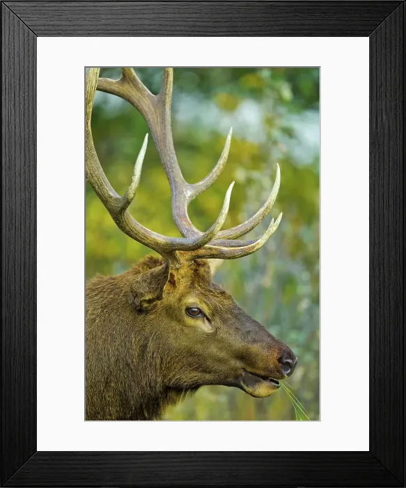 Framed Print : Canada, Alberta, Rocky Mountains Framed Print : Canada, Alberta, Rocky Mountains