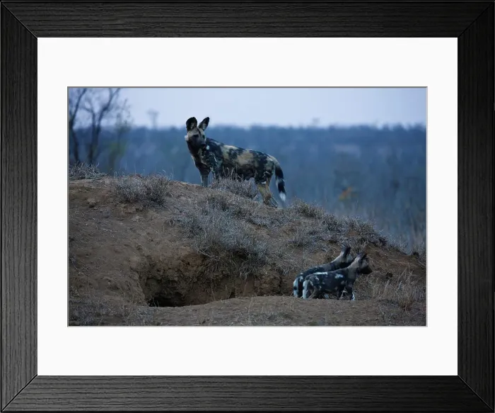 Framed Print : Wild Dog Lycaon Pictus}. Manyeleti Game Reserve