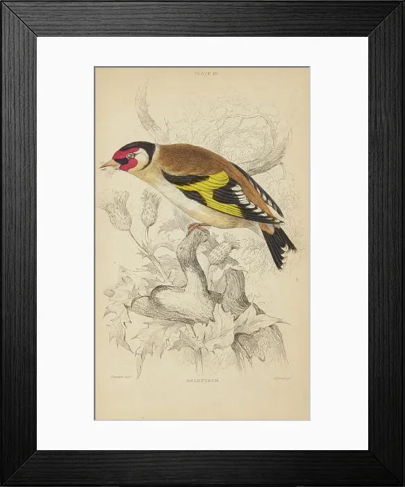 Framed Print : 1835 Antique Art Biology Bird Birds Classification Framed Print : 1835 Antique Art Biology Bird Birds Classification