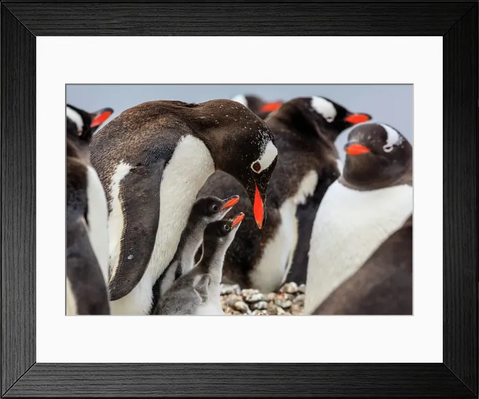 Framed Print : Adventure Adventure Travel Aitcho Island Aitcho Islands Framed Print : Adventure Adventure Travel Aitcho Island Aitcho Islands