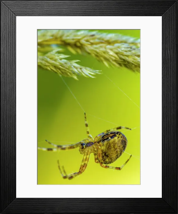 Framed Print : Cross Spider (Araneus diadematus) Framed Print : Cross Spider (Araneus diadematus)