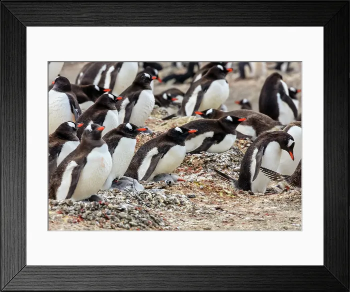 Framed Print : Adventure Adventure Travel Aitcho Island Aitcho Islands Framed Print : Adventure Adventure Travel Aitcho Island Aitcho Islands